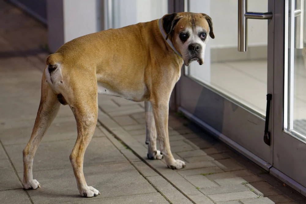 Dog near door